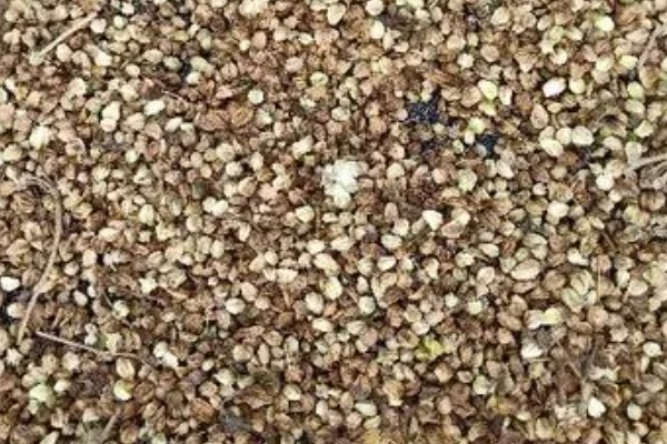 北沙参黑斑病的发病条件，病菌以菌丝在病叶上存活