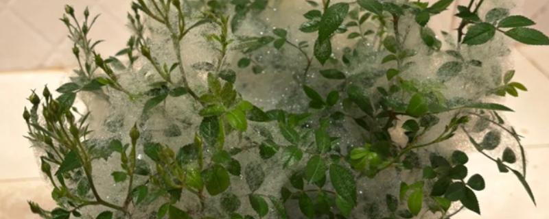 花卉上面有蜘蛛网如何处理，出现红蜘蛛可喷施甲维盐乳油等药物