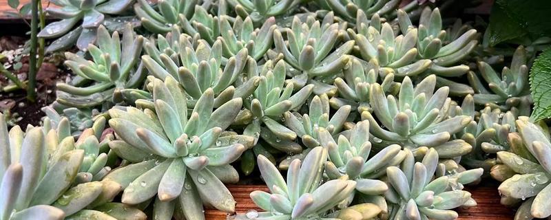 秋丽与红稚莲的区别，属性和形态均不同