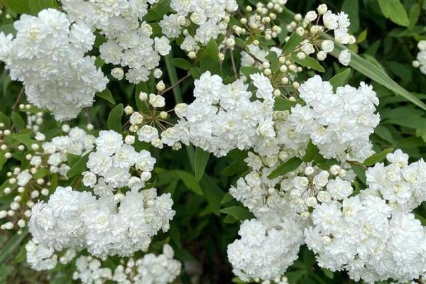 绣线菊的花期，花期在每年的6-8月份