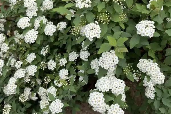 绣线菊的花期，花期在每年的6-8月份