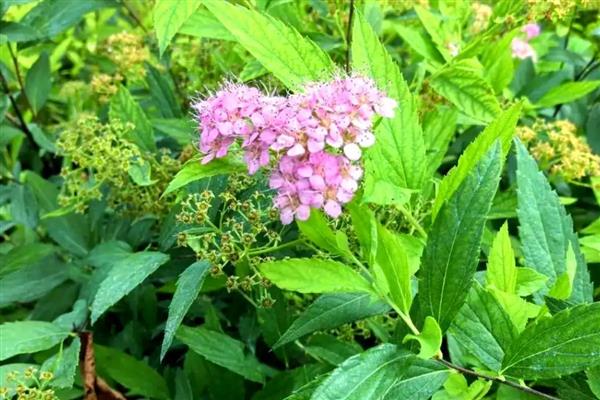 绣线菊的花期，花期在每年的6-8月份