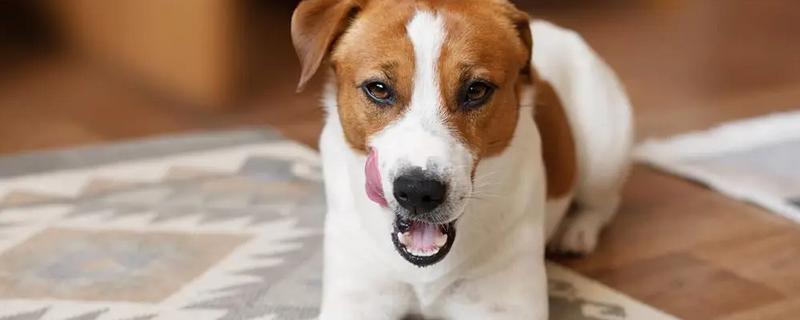 狗狗感染冠状病毒的症状，会出现精神萎靡、嗜睡等