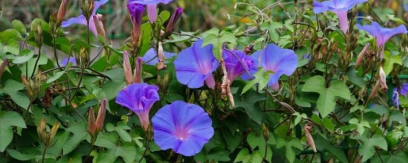 怎么养殖牵牛花，生长旺期每隔3-5天浇一次水