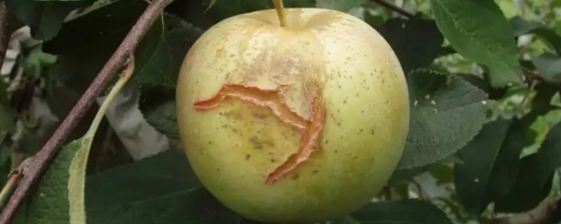 苹果裂果的防治方法，必须加强土壤管理