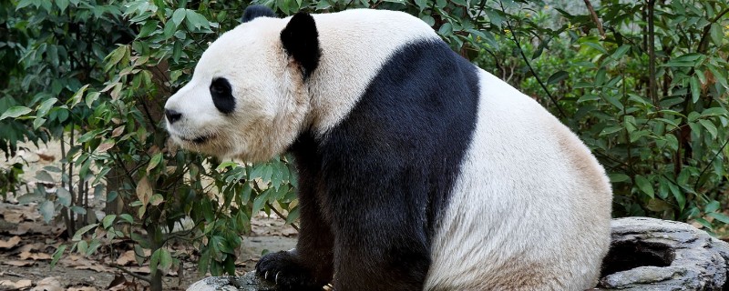 大熊猫与小熊猫的区别，种属与外形均不同