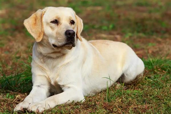 大型犬的种类,有拉布拉多、阿拉斯加雪橇犬等