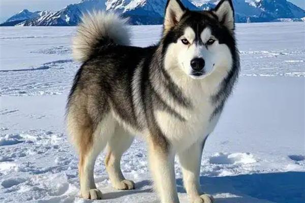 大型犬的种类,有拉布拉多、阿拉斯加雪橇犬等