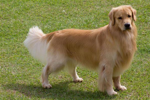 大型犬的种类,有拉布拉多、阿拉斯加雪橇犬等