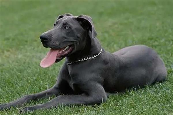 大型犬的种类,有拉布拉多、阿拉斯加雪橇犬等