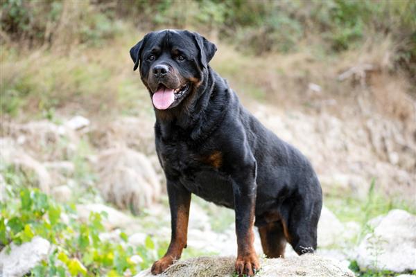 大型犬的种类,有拉布拉多、阿拉斯加雪橇犬等