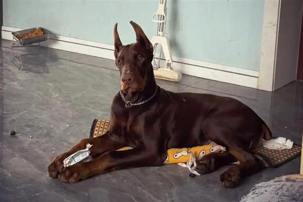 大型犬的种类,有拉布拉多、阿拉斯加雪橇犬等