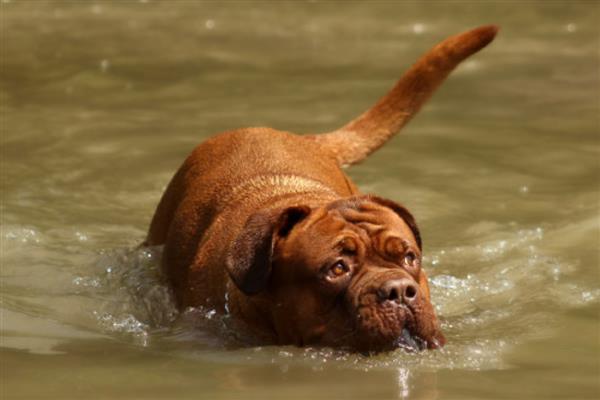 大型犬的种类,有拉布拉多、阿拉斯加雪橇犬等