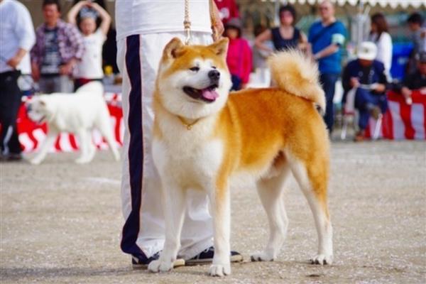 大型犬的种类,有拉布拉多、阿拉斯加雪橇犬等