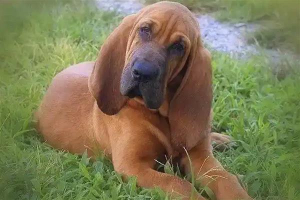 大型犬的种类,有拉布拉多、阿拉斯加雪橇犬等