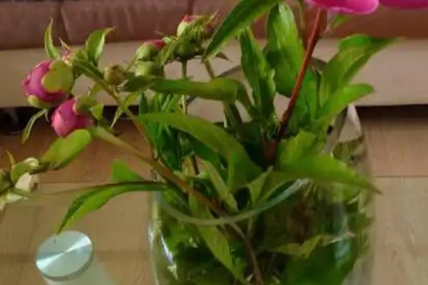 芍药花的养殖方法，养护时让其有充足的光照
