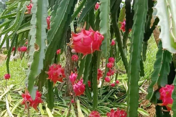 火龙果的种植方法，生长适温25-35℃