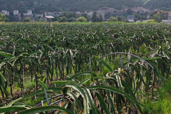 火龙果的种植方法，生长适温25-35℃