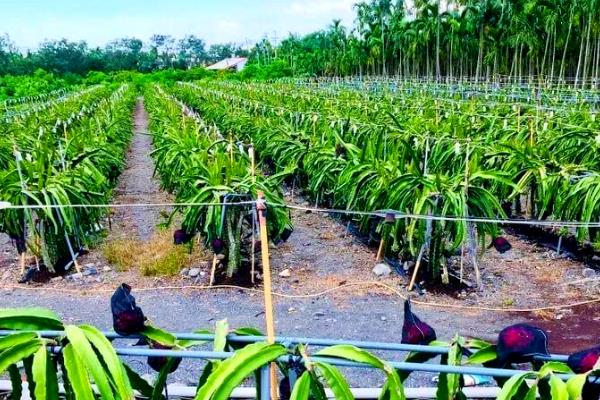 火龙果的种植方法，生长适温25-35℃