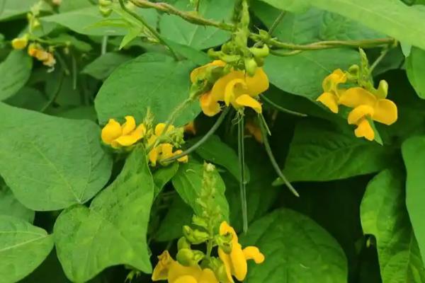 大豆适合追肥施什么肥，初花期追施氮肥