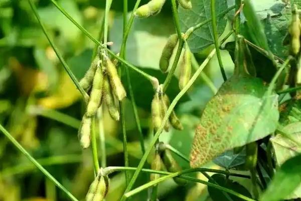 大豆适合追肥施什么肥，初花期追施氮肥