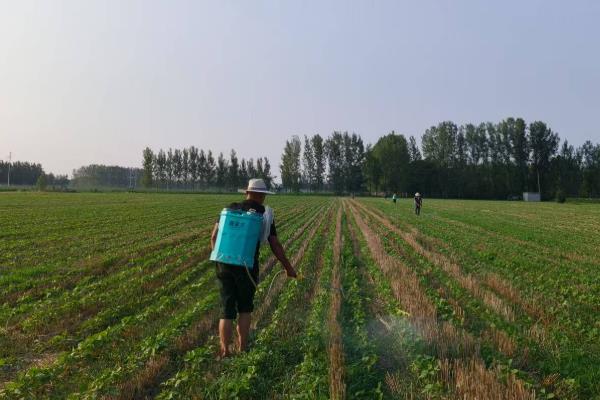 大豆适合追肥施什么肥，初花期追施氮肥