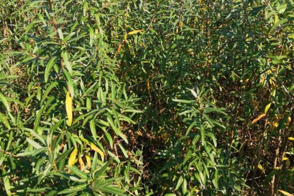沙棘果怎么种植,播种后覆盖2-3厘米的细沙
