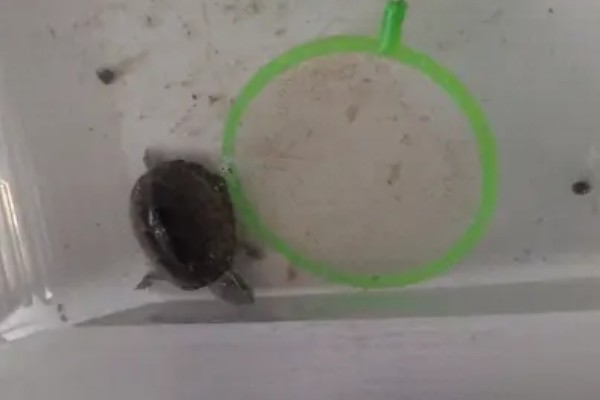 麝香龟不吃食的原因及解决方法，可能是未适应环境所致