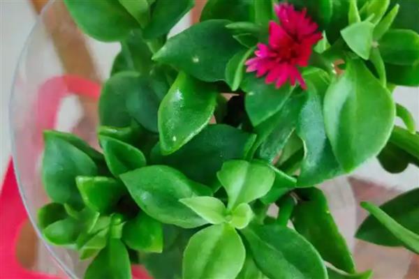 穿心莲属于什么植物,属于一年生草本植物