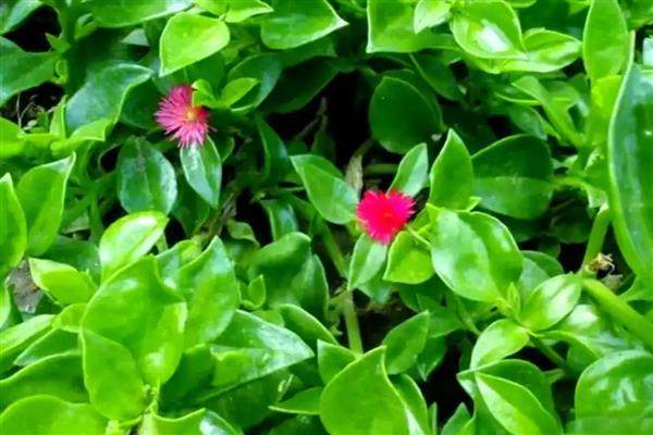穿心莲属于什么植物,属于一年生草本植物