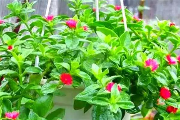 穿心莲属于什么植物,属于一年生草本植物