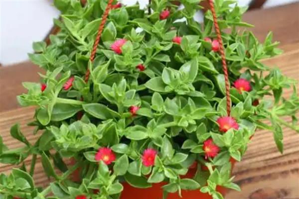 穿心莲属于什么植物,属于一年生草本植物