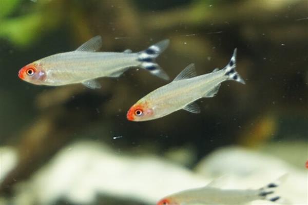 红鼻剪刀鱼一天喂几次,一天需要喂2次