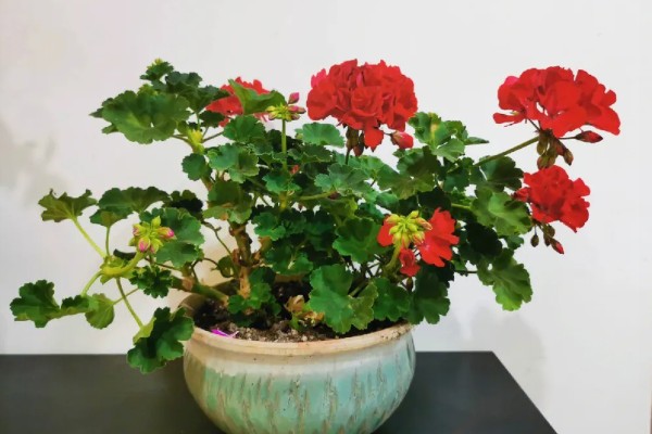 洋绣球花有没有毒,其全株都含毒性