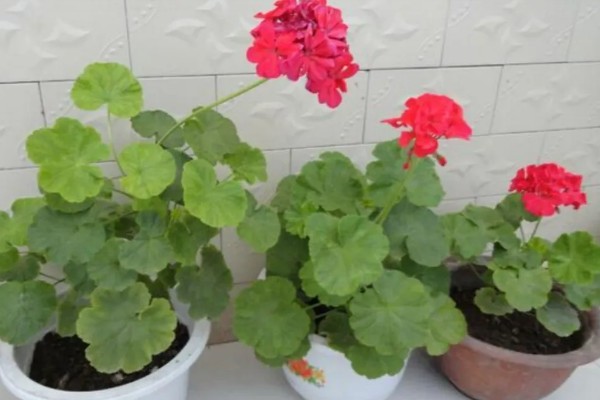 洋绣球花有没有毒,其全株都含毒性
