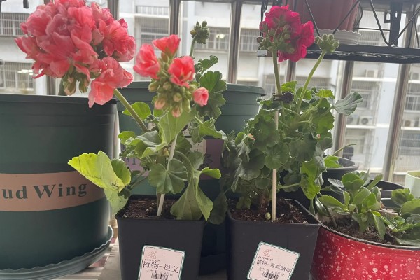 洋绣球花有没有毒,其全株都含毒性