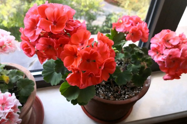 洋绣球花有没有毒,其全株都含毒性