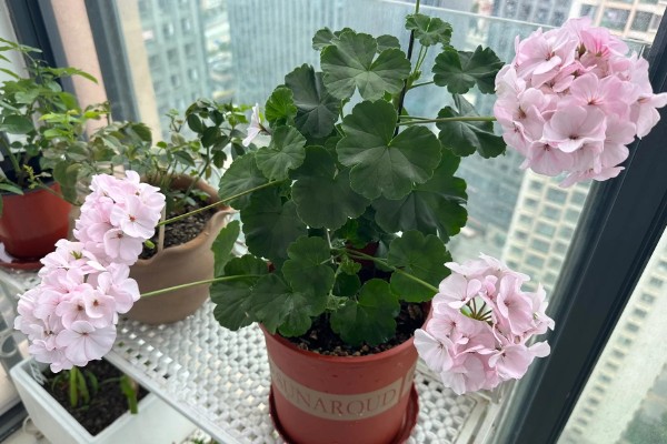 洋绣球花有没有毒,其全株都含毒性