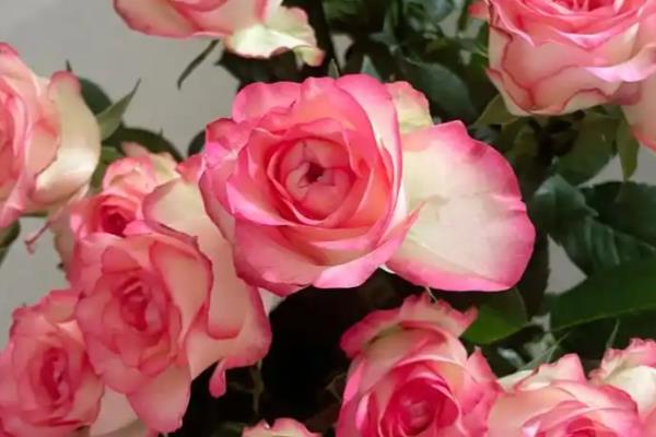 爱莎玫瑰的花语，代表我心中只有你、相爱相杀等含义