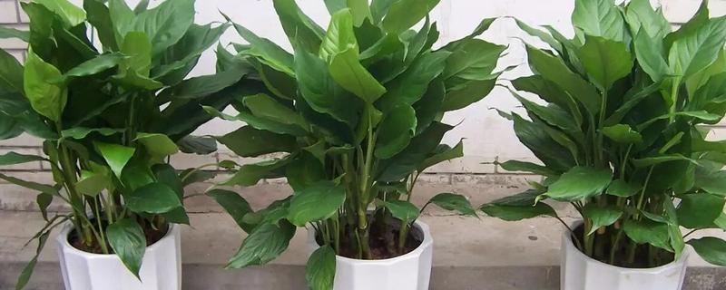 万年青怎么养，要根据植株的生长状态进行施肥