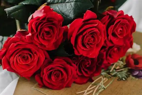 9朵玫瑰有什么花语,代表天长地久、至死不渝