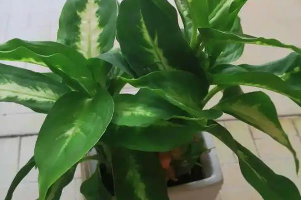 万年青怎么养，要根据植株的生长状态进行施肥