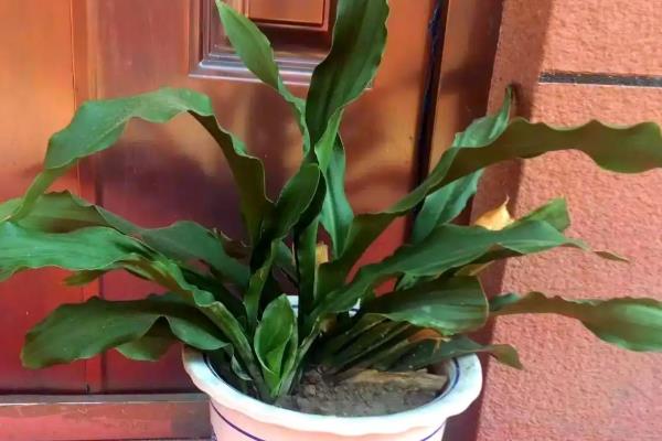 万年青怎么养，要根据植株的生长状态进行施肥