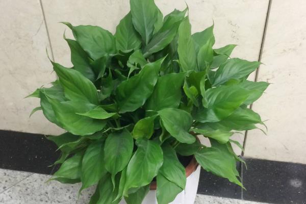万年青怎么养，要根据植株的生长状态进行施肥