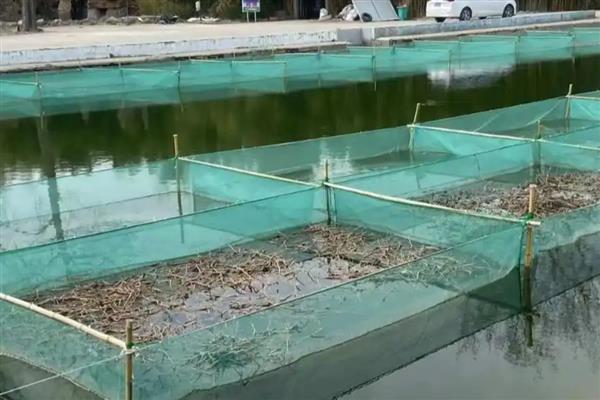 提高黄鳝苗成活率的方法，放苗前对池水消毒
