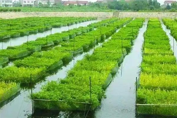 提高黄鳝苗成活率的方法，放苗前对池水消毒