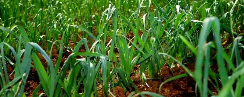 怎么种植大蒜，2-3叶期追施粪水或碳铵