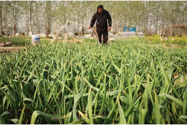 怎么种植大蒜,2-3叶期追施粪水或碳铵