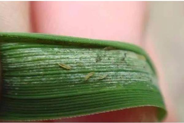 怎么种植大蒜,2-3叶期追施粪水或碳铵
