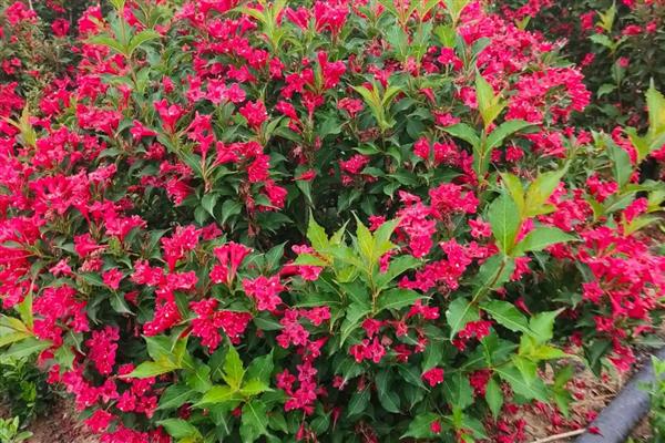锦带开花所需时间,养殖2-3年才会开花